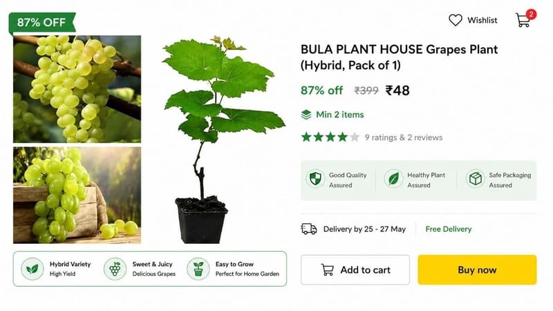 💥 Grapes Plant, Hybrid @ ₹48