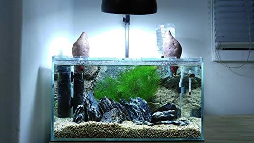 🛒 Parko Home Decoration Turtle Aquarium Tank Beautiful Fashion Clear Glass Mini Fish Tank Aqua Habitat Aquarium Tank Only (Colour May Vary, Rust Resistant, Pack of 1)